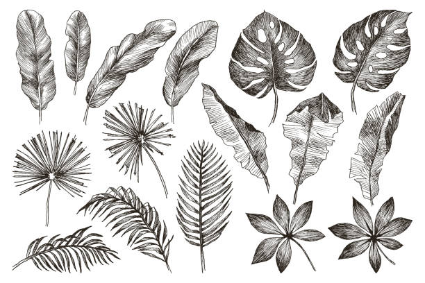 Hand drawn branches and leaves of tropical plants. Black floral set isolated on white background. High detailed botanical illustration Set Leaf. Exotics. Vintage vector botanical illustration. Black and white areca palm tree stock illustrations