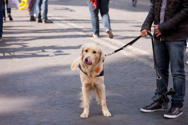 istock Dog with the owner. Retrievers 999073528