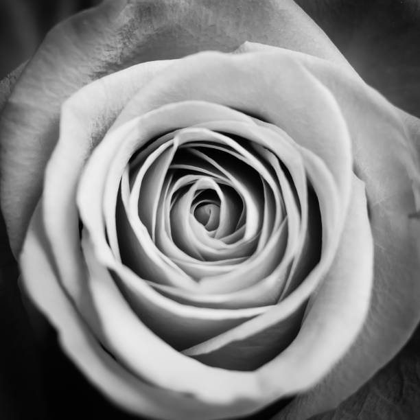 istock Close up macro shot of a red rose, black and white 999076896