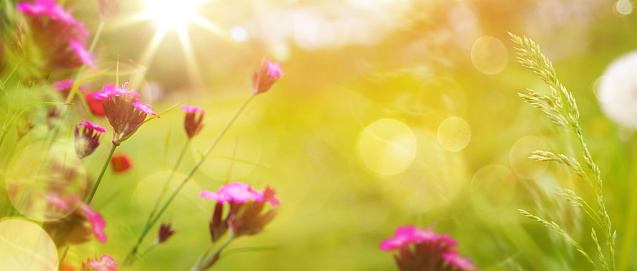 art abstract spring background or summer background with fresh grass and flowers