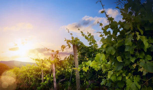 nascer do sol sobre a vinha de uva; paisagem de manhã de região de vinícola de verão - wine region - fotografias e filmes do acervo