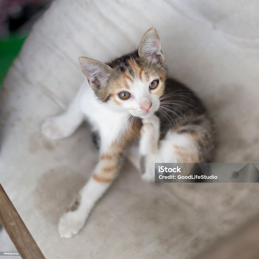 Kitten scratching Cute kitten scratching, having problems with fleas. Domestic Cat Stock Photo