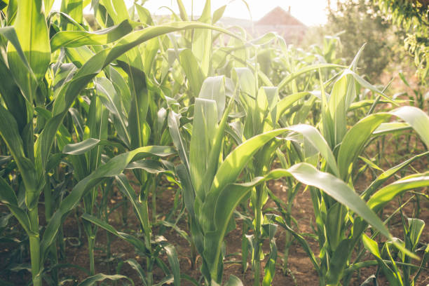 istock Homegrown produce- corn growing in the garden 999081228