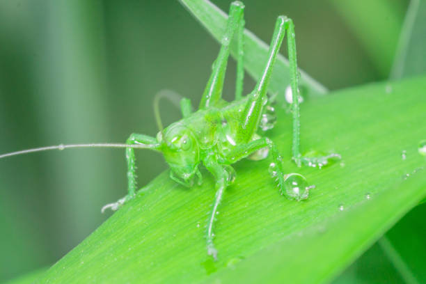 istock green grasshopper in the grass 999087094
