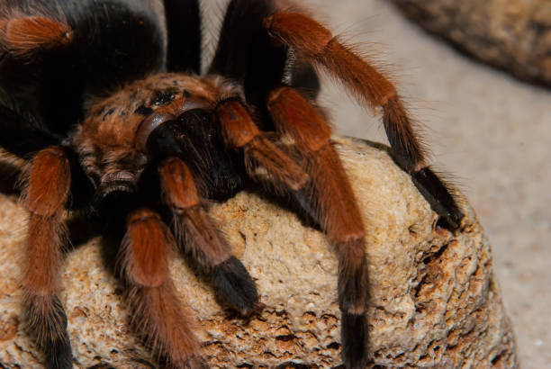 istock Mexican red leg tarantula 999090282