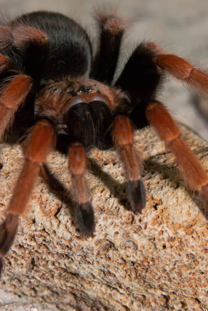 istock Mexican red leg tarantula 999090286