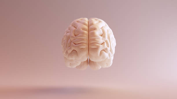 human brain anatomical model - parietal lobe imagens e fotografias de stock