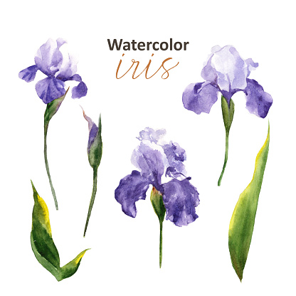 Watercolor illustration for your project - Irises on white background