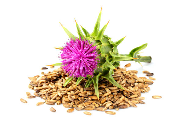 istock Seeds of a milk thistle with flowers (Silybum marianum, Scotch Thistle, Marian thistle ) 999097742