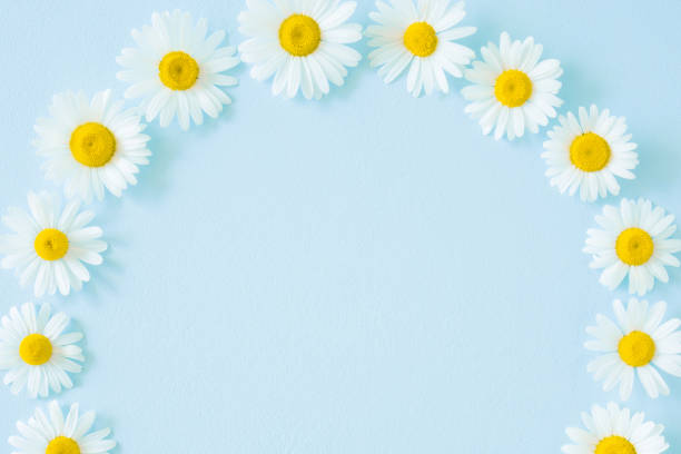 istock Beautiful, fresh white daisies on pastel blue background. Round frame. Soft light color. Greeting card. Mockup for positive idea. Empty place for inspirational, emotional, sentimental text or quote. 999108106