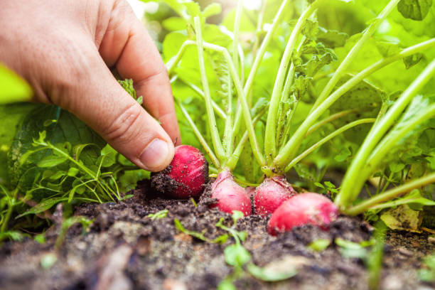 istock Gardener pulls radishes from the ground. 999108260