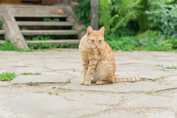 istock stray ginger cat sitting on the road 999111304