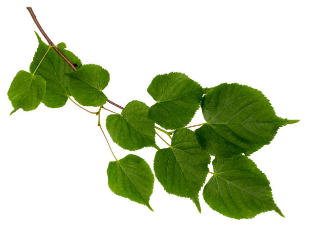 istock Linden branch isolated on white 999114952
