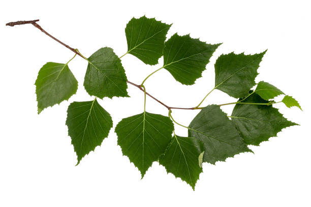 istock Birch leaves. Part of the tree. 999114990