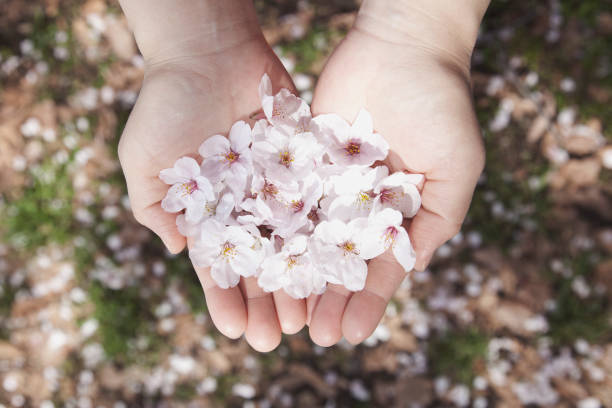 Hands of Japanese woman with lots of cherry blossoms.
