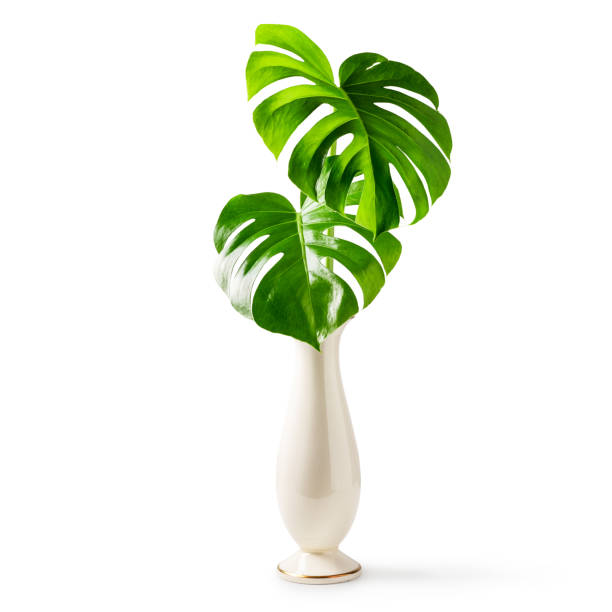 istock Old vase with monstera leaves 999119100