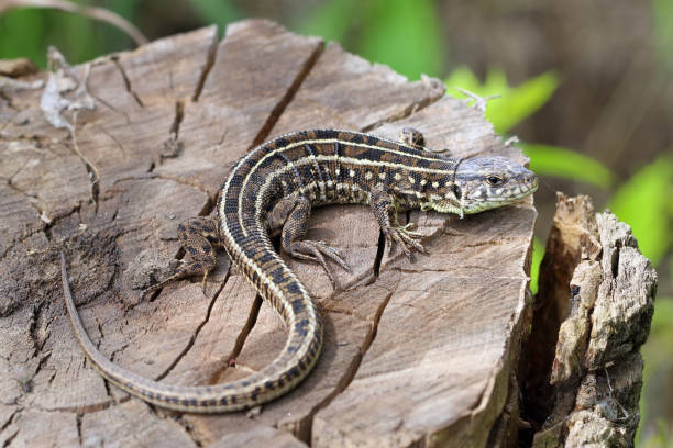 istock Lacerta agilis. Female quick-witted lizard close-up 999119288
