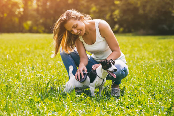 istock Woman combing her dog Jack Russell Terrier 999123274