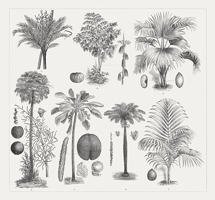 Palm trees: 1) True sago palm (Metroxylon sagu); 2) Solitary fishtail palm (Caryota urens) with nut and inflorescence ; 3) Latan palm (Latania lontaroides) with nut and shelled nut (left); 4) Carnaubeira palm (Copernicia prunifera) with inflorescence, blossom and nut; 5) Sea coconut, or Maldive coconut (Lodoicea seychellarum) with male inflorescence (left), female blossoms and nut; 6) Cuban royal palm (Roystonea regia) with blossoms and fruit spike; 7) Rhopalostylis baueri with fruit. Wood engravings, published around 1895.