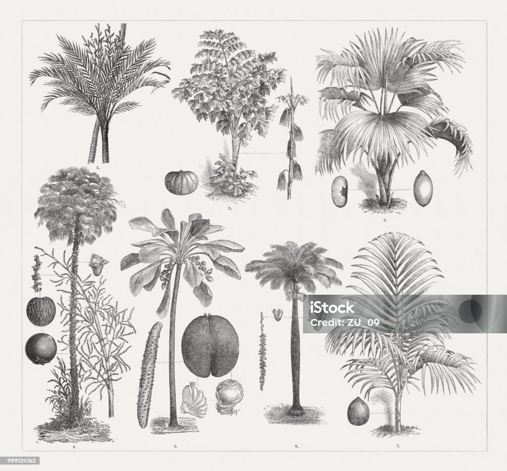 Varios palm trees, wood engravings, published around 1895 Palm trees: 1) True sago palm (Metroxylon sagu); 2) Solitary fishtail palm (Caryota urens) with nut and inflorescence ; 3) Latan palm (Latania lontaroides) with nut and shelled nut (left); 4) Carnaubeira palm (Copernicia prunifera) with inflorescence, blossom and nut; 5) Sea coconut, or Maldive coconut (Lodoicea seychellarum) with male inflorescence (left), female blossoms and nut; 6) Cuban royal palm (Roystonea regia) with blossoms and fruit spike; 7) Rhopalostylis baueri with fruit. Wood engravings, published around 1895. Palm Tree stock illustration