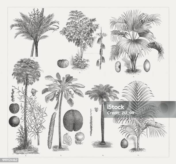 Varios Palm Trees Wood Engravings Published Around 1895 Stock Illustration - Download Image Now