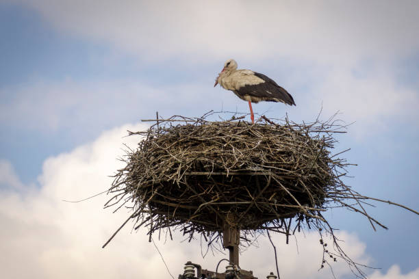 istock A stork standing on one leg in the nest. 999127782