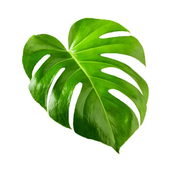 Monstera leaf, swiss cheese tropical plant isolated on white background clipping path included