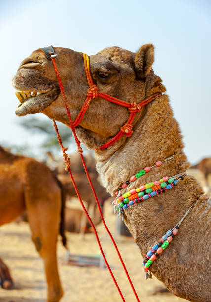 istock Decorated camel at the Pushkar fair - Rajasthan, India, Asia 999128316