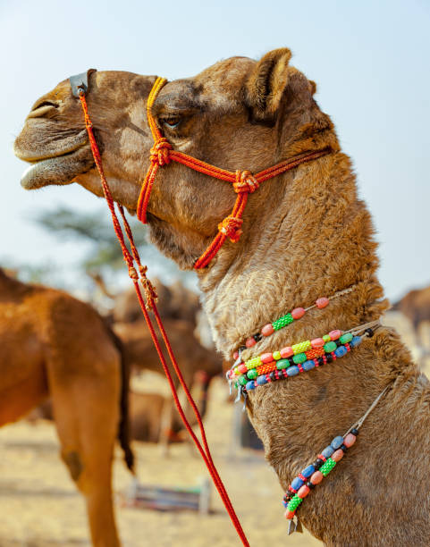 istock Decorated camel at the Pushkar fair - Rajasthan, India, Asia 999128392