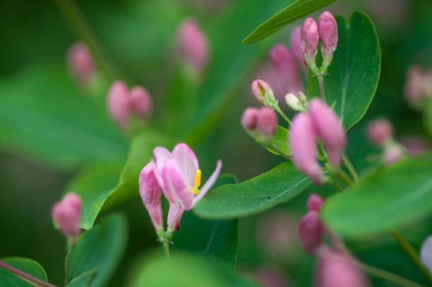 istock flowering bush with pink flowers 999134874