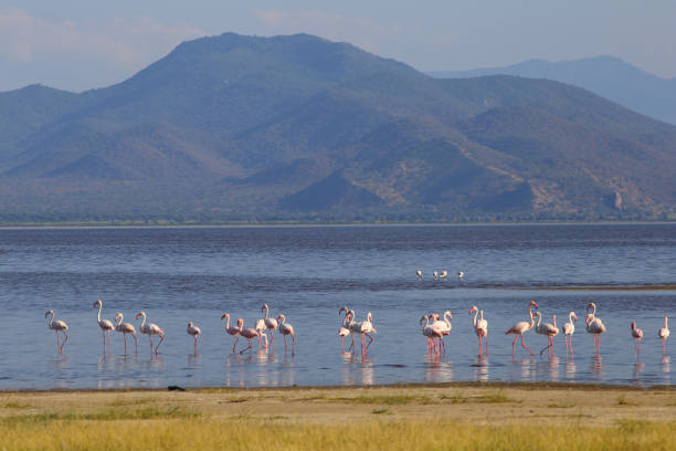 flamingos vadear em lake manyara na tanzânia - lake manyara national park - fotografias e filmes do acervo