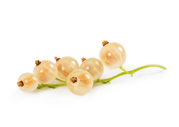 istock Ripe white currant on stem isolated on white 999135756