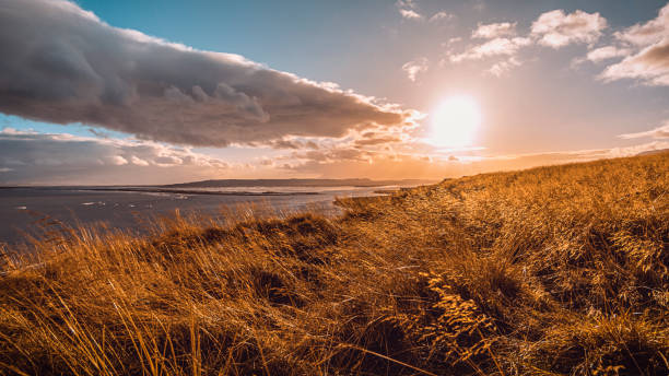 istock Golden fields of Iceland 999136006