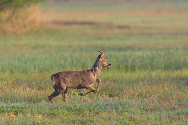 istock running young roebuck (capreolus) jumping in green meadow 999140466