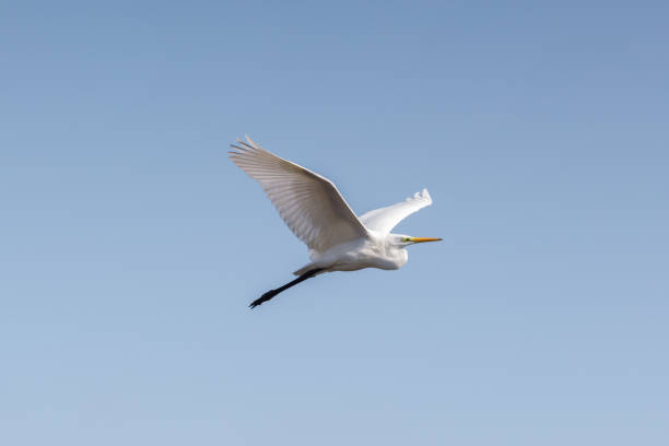 istock great white egret (egretta alba) flight, blue sky, spread wings 999140510