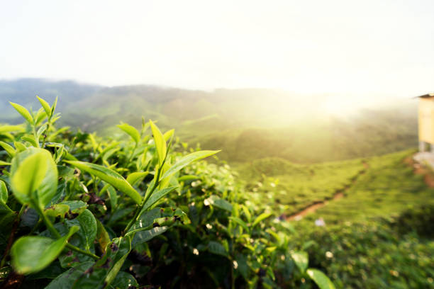 Amazing Malaysia landscape. View of tea plantation in sunset/sunrise time in in Cameron highlands, Malaysia. Nature background with foggy. Amazing Malaysia landscape. View of tea plantation in sunset/sunrise time in in Cameron highlands, Malaysia. Nature background with foggy. cameron montana stock pictures, royalty-free photos & images