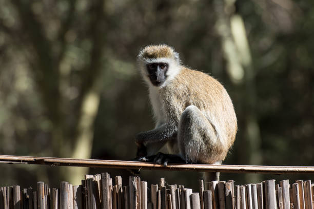 istock Vervet monkey sitting on a fence 999145686