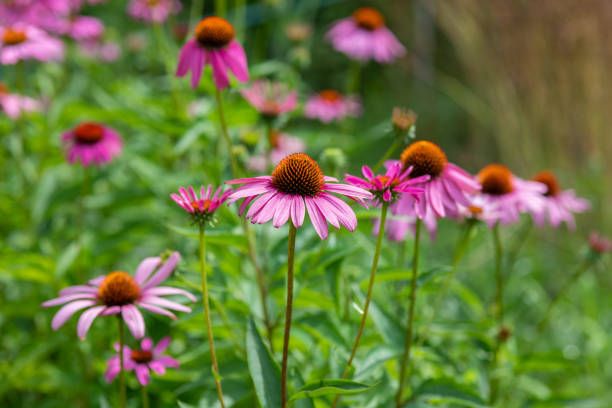 istock close-up of pink Echinacea flower 999145748