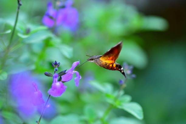 The insect is cephonodes hylas, also known as  hummingbird hawk-moth, coffee bee hawk-moth, pellucid hawk moth, coffee clear wing, hovering and sucking nectar from salvia/sage flowers, using proboscis.\nCephonodes hylas, with a size of 5-7 cm, is a moth of the family Sphingidae. A widely distributed moth, it is found in the Near and Middle East, Africa, India, Japan, Southeast Asia, Australia and some others. It has transparent wings and stout body like a bumble bee.