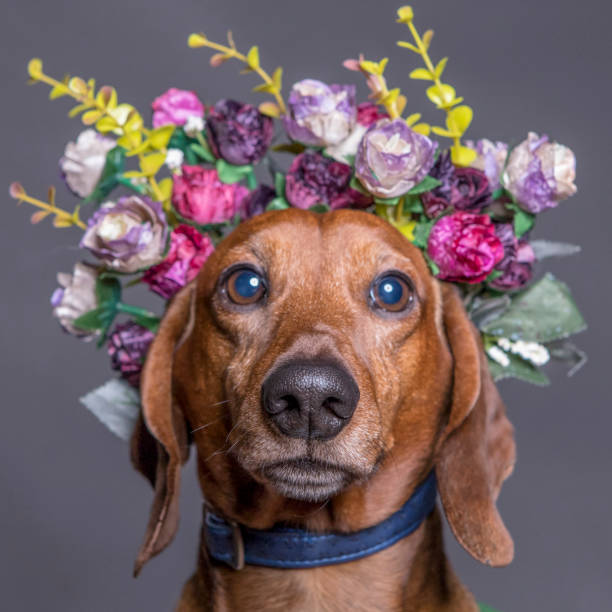 istock Dachsund dog in a flower crown, portrait square format. 999154088