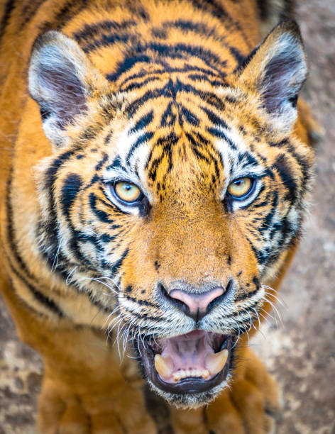 istock Tiger face fierce 999155434