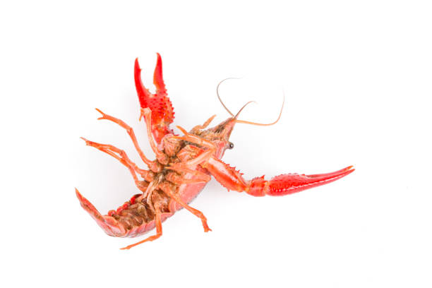 istock Raw crayfish closeup on white background 999156250
