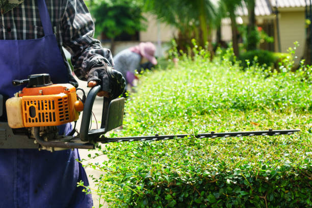 gardeners cutting small tree in garden