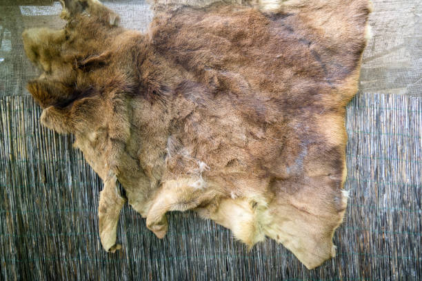 istock Wild animal fur hanging on the wall outside 999164746