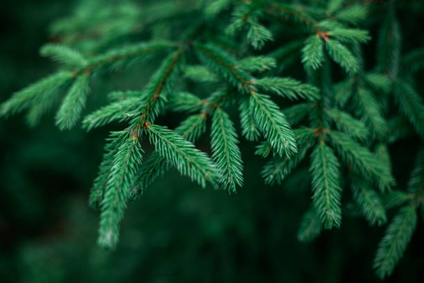 Beautiful fresh blue green natural christmas tree stock photo
