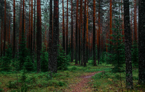 istock Woodland scene tall pine trees forest 999165190