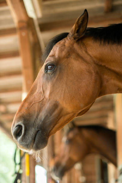 Portrait of Thoroughbred Horse in Manege.horizontal,composition and no people.