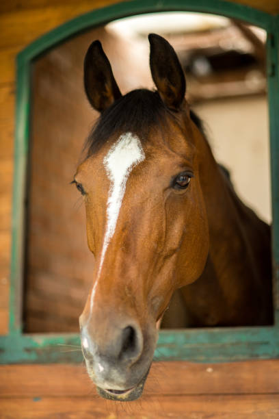 istock portrait of horse 999169670