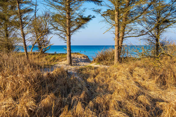 istock Baltic Sea coast in Graal Mueritz, Germany 999179460