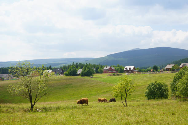 istock the herds of yaks 999183128